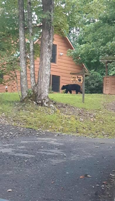 Lazy Bear Cabin سيفيرفيل المظهر الخارجي الصورة